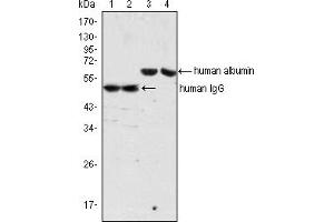 Western blot analysis using human Albumin mouse mAb (lane 3, 4) and human IgG mouse mAb(lane 1, 2) against human serum (lane 1, 3) and plasma (lane 2, 4). (Albumin antibody)