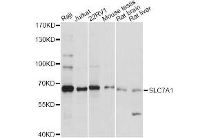 Western blot analysis of extracts of various cell lines, using SLC7A1 antibody. (SLC7A1 antibody)
