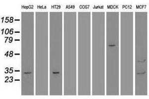Image no. 2 for anti-Goosecoid Homeobox (GSC) (AA 107-257) antibody (ABIN1490824) (GSC antibody  (AA 107-257))