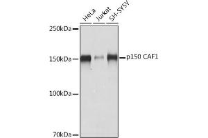Western blot analysis of extracts of various cell lines, using p150 C Rabbit mAb (ABIN7266356) at 1:1000 dilution. (CHAF1A antibody)