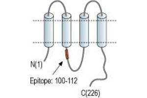 Gap Junction Protein, beta 2, 26kDa (GJB2) peptide