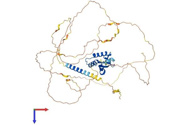 ETV5 Protein (AA 1-510) (His tag)