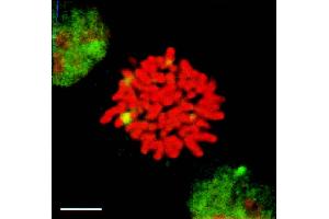 HSF1 granules present in heat-shocked mitotic cells (green) detected by IF in mitotic heat shocked HeLa cells. (HSF1 antibody  (AA 378-395) (Atto 390))