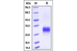 Biotinylated Human Fc gamma RIIB / CD32b on SDS-PAGE under reducing (R) condition. (FCGR2B Protein (AA 46-217) (His tag,AVI tag,Biotin))