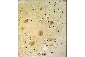 RP16 Antibody (C-term) (ABIN652189 and ABIN2840724) IHC analysis in formalin fixed and raffin embedded human brain tissue followed by peroxidase conjugation of the secondary antibody and DAB staining.