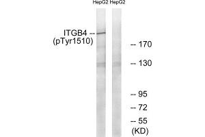 Western Blotting (WB) image for anti-Integrin beta 4 (ITGB4) (pTyr1510) antibody (ABIN1847390) (Integrin beta 4 antibody  (pTyr1510))