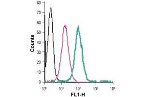 Cell surface detection of GPR91 in live intact human THP-1 monocytic leukemia cells: (black line) Cells. (SUCNR1 antibody  (3rd Extracellular Loop) (FITC))