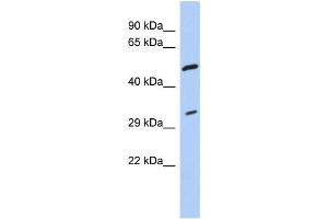 Western Blotting (WB) image for anti-Tropomyosin 3 (TPM3) antibody (ABIN2458556) (TPM3 antibody)