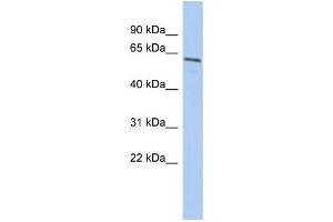 Western Blotting (WB) image for anti-Nuclear Prelamin A Recognition Factor (NARF) antibody (ABIN2459765)