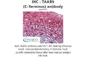 Image no. 2 for anti-Trace Amine Associated Receptor 5 (TAAR5) (C-Term) antibody (ABIN1739861) (TAAR5 antibody  (C-Term))