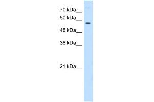WB Suggested Anti-BTN1A1 Antibody Titration:  0.