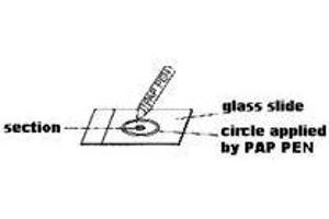 Method for Paraffin Sections Sections should be quickly deparaffinized by xylene, then washed out with ethanol. (PAP Pen MaxTag™ Histo for IHC - KHP001)