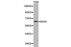 Western Blotting (WB) image for anti-Sorting Nexin 9 (SNX9) antibody (ABIN1874896) (SNX9 antibody)