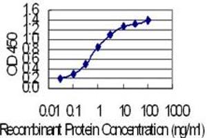 Detection limit for recombinant GST tagged KRT24 is 0. (Keratin 24 antibody  (AA 426-525))