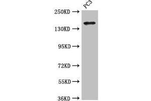 Western Blot Positive WB detected in: PC-3 whole cell lysate All lanes: ASTN2 antibody at 3. (Astrotactin 2 antibody  (AA 108-272))