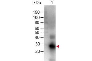 Western Blot of Goat anti-F(ab')2 Human IgG F(c) Antibody Biotin Conjugated Pre-Adsorbed Lane 1: Human Fc Load: 100 ng per lane Primary Antibody: F(ab')2 Human IgG F(c) Antibody Biotin Conjugated Pre-Adsorbed at 1:1000 for 60 min RT Secondary antibody: HRP Conjugated Streptavidin at 1:40,000 for 30 min at RT Block: ABIN925618 for 30 min at RT Predicted/Obsevered Size: 28 kDa/28 kDa (Goat anti-Human IgG (Fc Region) Antibody (Biotin) - Preadsorbed)