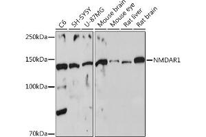GRIN1/NMDAR1 antibody  (AA 600-700)