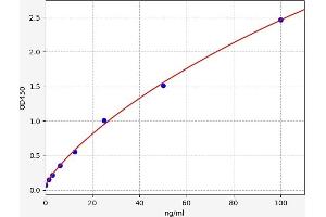 Calpain 6 ELISA Kit