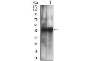 Western Blotting (WB) image for anti-CD38 (AA 43-300) antibody (ABIN5542494)