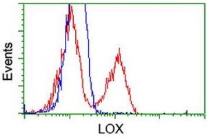 Image no. 14 for anti-Lysyl Oxidase (LOX) (AA 22-168) antibody (ABIN1491217) (LOX antibody  (AA 22-168))