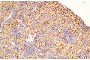 Immunohistochemistry of paraffin-embedded Rat spleen using CD44 Polycloanl Antibody at dilution of 1:200 (CD44 antibody)
