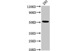Western Blot Positive WB detected in: 293 whole cell lysate All lanes: TUBB3 antibody at 3 μg/mL Secondary Goat polyclonal to rabbit IgG at 1/50000 dilution Predicted band size: 51, 43 kDa Observed band size: 51 kDa (TUBB3 antibody  (AA 1-210))