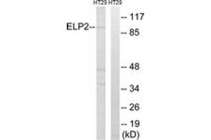 Western blot analysis of extracts from HT-29 cells, using ELP2 Antibody. (ELP2 antibody  (AA 771-820))