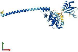AlphaFold protein structure predicition of Human Recombinant CYTH4 Protein, UniprotID Q9UIA0 (Cytohesin 4 Protein (CYTH4) (AA 1-394) (His tag))