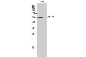 Western Blotting (WB) image for anti-Cytochrome P450, Family 2, Subfamily D, Polypeptide 6 (CYP2D6) (Internal Region) antibody (ABIN3184182) (CYP2D6 antibody  (Internal Region))