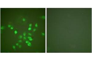 Immunofluorescence analysis of A549 cells, using PML Antibody. (PML antibody  (AA 11-60))