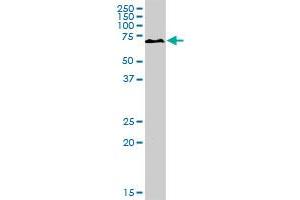 PKLR MaxPab rabbit polyclonal antibody. (PKLR antibody  (AA 1-574))