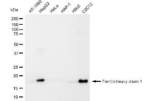 Western blotting analysis using Ferritin heavy chain 1 antibody (ABIN7798596).