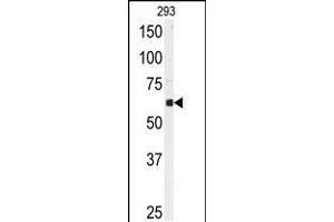 Western blot analysis of anti-USP3 Antibody in 293 cell line lysates (35ug/lane) (USP3 antibody  (N-Term))