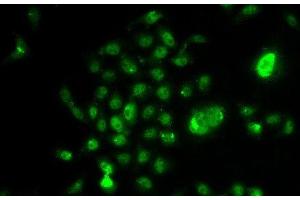 Immunofluorescence analysis of U2OS cells using NELFE Polyclonal Antibody (RDBP antibody)