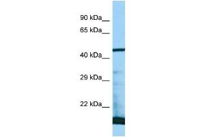 WB Suggested Anti-PAAF1 Antibody Titration: 1.