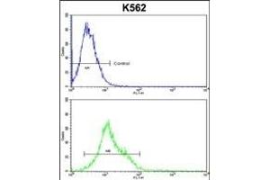 HSPH1 Antibody (Center) (ABIN650749 and ABIN2839478) flow cytometric analysis of k562 cells (bottom histogram) compared to a negative control cell (top histogram). (HSPH1 antibody  (AA 549-579))