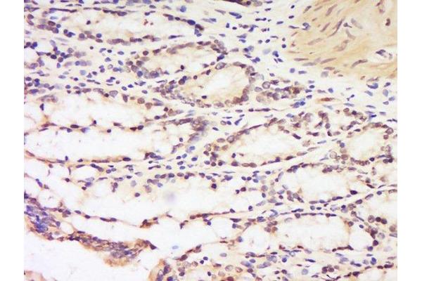 KIAA0391 antibody  (AA 341-440)