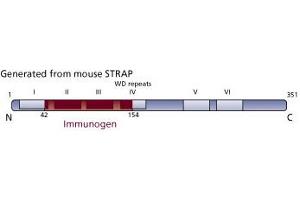 Image no. 3 for anti-Serine/threonine Kinase Receptor Associated Protein (STRAP) (AA 42-154) antibody (ABIN968485) (STRAP antibody  (AA 42-154))