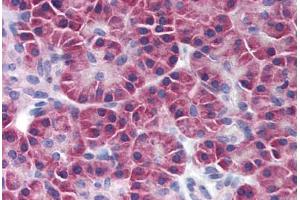 Human Pancreas (formalin-fixed, paraffin-embedded) stained with SNF1LK2 antibody ABIN239846 at 10 ug/ml followed by biotinylated anti-mouse IgG secondary antibody ABIN481714, alkaline phosphatase-streptavidin and chromogen. (SIK2 antibody)