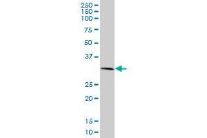 RNF2 monoclonal antibody (M09), clone 4A12. (RNF2 antibody  (AA 192-290))