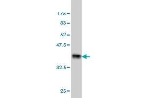 Western Blot detection against Immunogen (37. (ARMCX1 antibody  (AA 188-295))