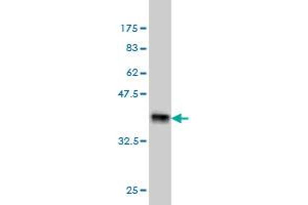 ARMCX1 antibody  (AA 188-295)