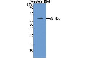 Western blot analysis of the recombinant protein. (Tyrosine Hydroxylase antibody  (AA 34-301))