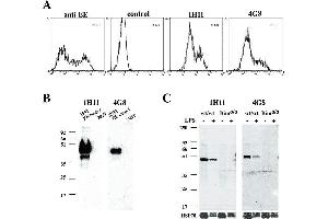 Western Blotting (WB) image for anti-Caspase 1 (CASP1) antibody (ABIN187450) (Caspase 1 antibody)