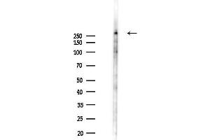 anti-Ubiquitin Protein Ligase E3 Component N-Recognin 4 (UBR4) (Internal Region) antibody