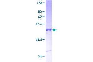 Activated RNA Polymerase II Transcriptional Coactivator p15 (SUB1) (AA 1-127) protein (GST tag)