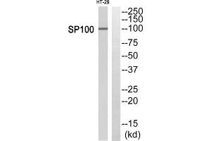Western Blotting (WB) image for anti-SP100 Nuclear Antigen (SP100) (Internal Region) antibody (ABIN1851720) (SP100 antibody  (Internal Region))