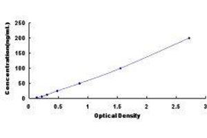 Dipeptidyl-Peptidase 6 (DPP6) ELISA Kit