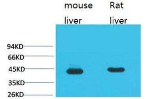 Western Blot (WB) analysis of 1) Mouse Liver Tissue, 2) Rat Liver Tissue using HAO1 Monoclonal Antibody. (HAO1 antibody)