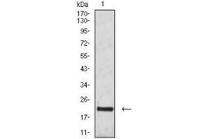 Western blot analysis using CD3G mouse mAb against Jurkat (1) cell lysate.